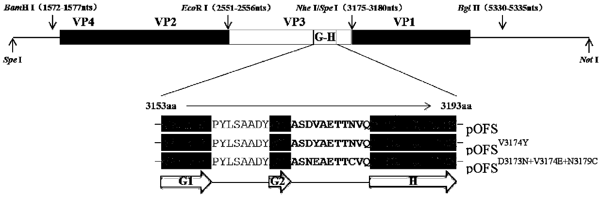 A kind of O-type foot-and-mouth disease virus mutant strain and its preparation method and application