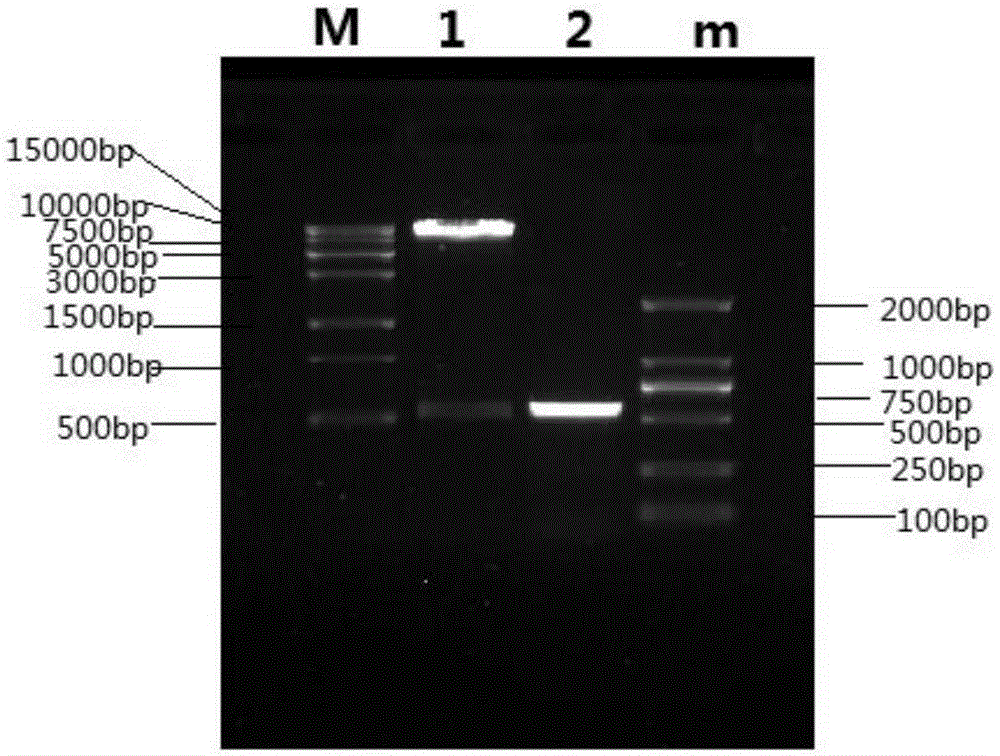 Recombinant porcine pseudorabies virus strain expressing PPV VP2 gene and porcine IL-18 gene