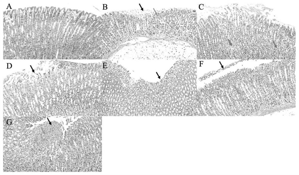 Pseudo-ginseng and rhizoma bletillae pH responsive in-situ gel as well as preparation method and application thereof