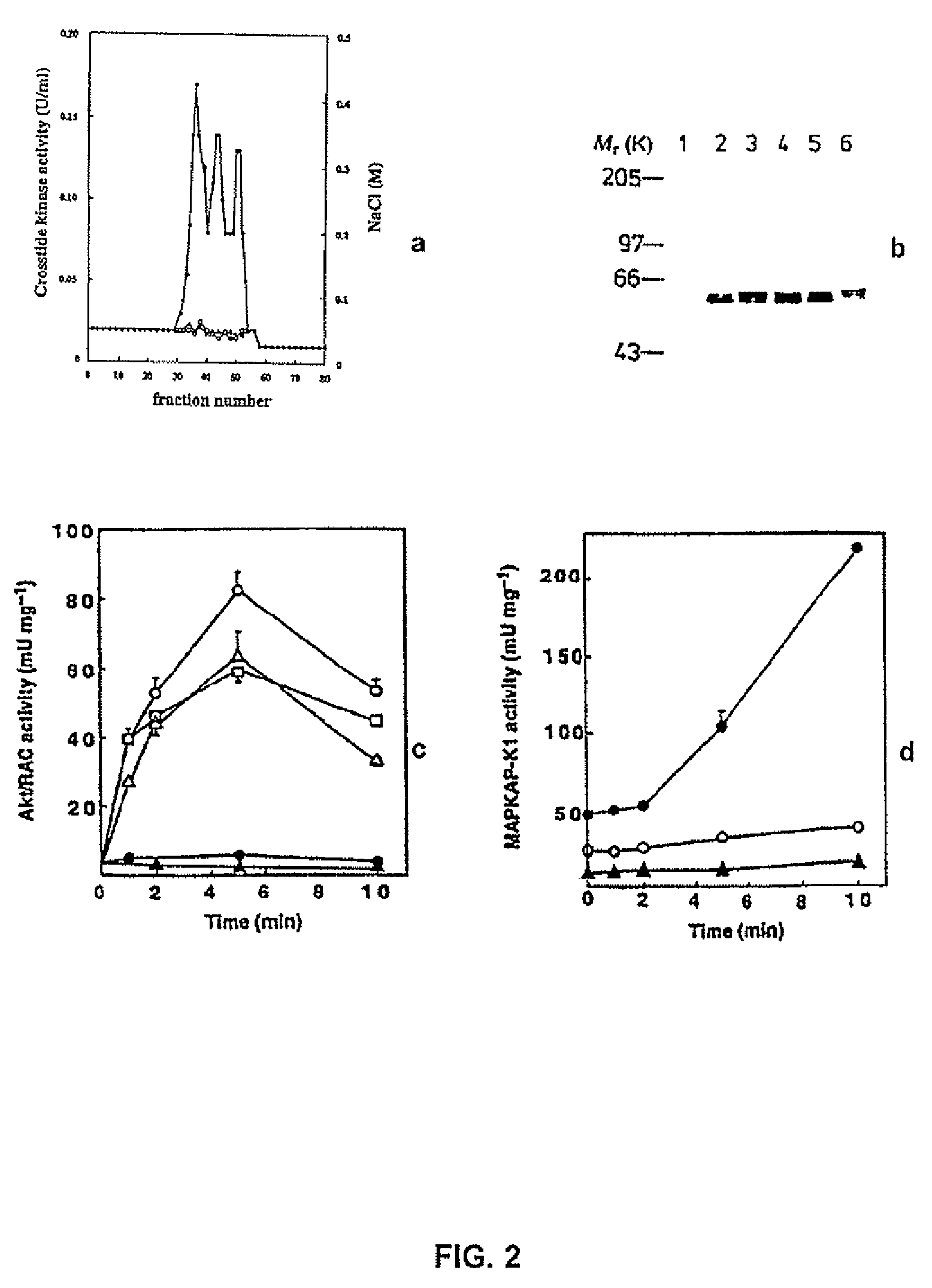 Activation of mutated RAC-PK