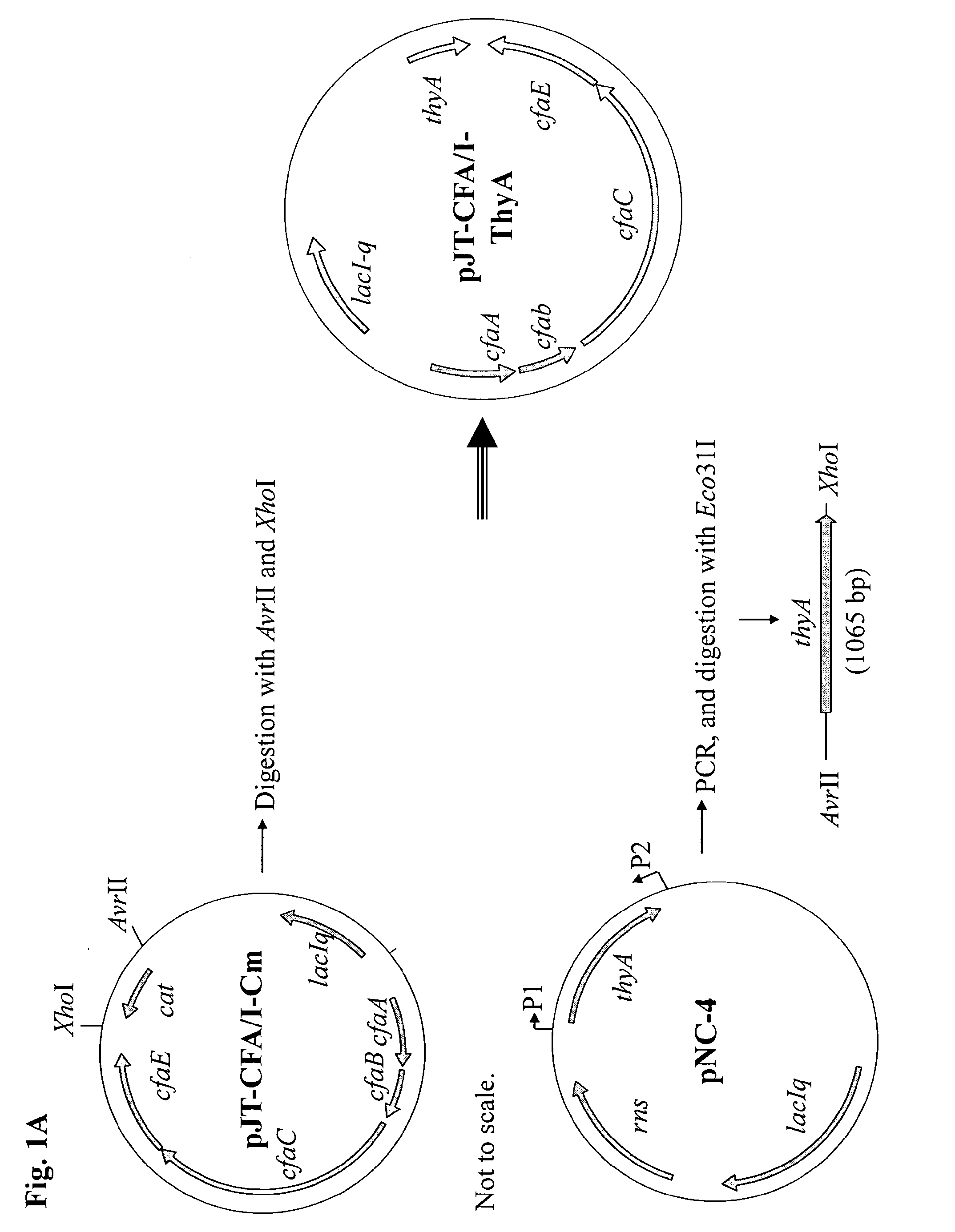 Method for increasing etec cs6 antigen presentation on cell surface and products obtainable thereof