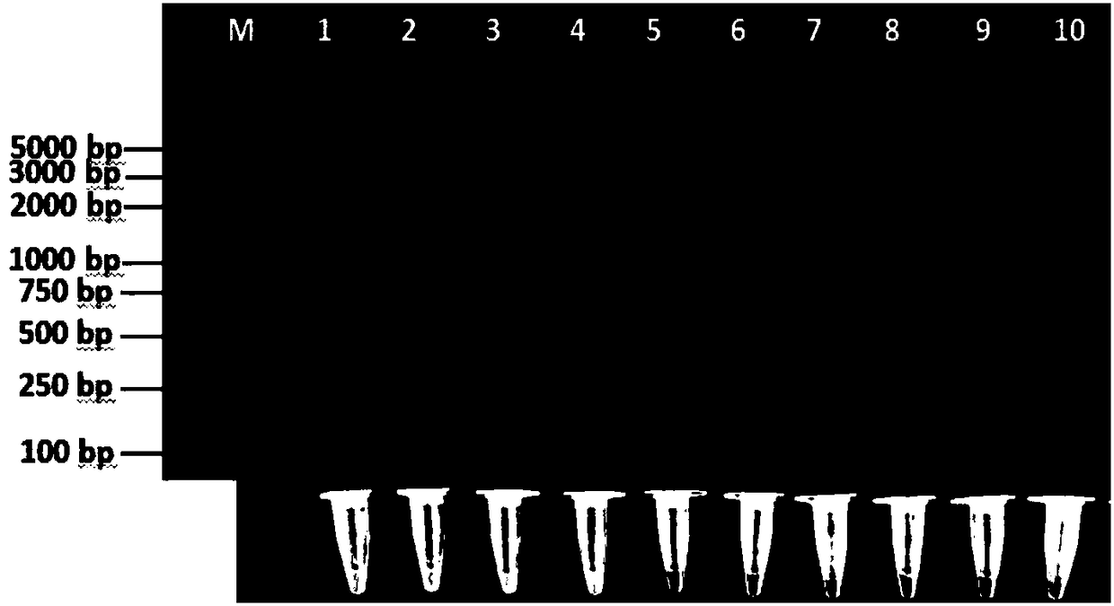 Corn setosphaeria turcica LAMP detection primer as well as fast detection method and application thereof