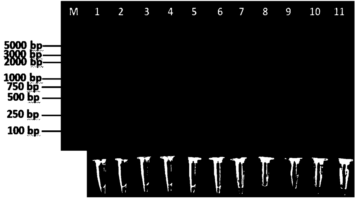 Corn setosphaeria turcica LAMP detection primer as well as fast detection method and application thereof