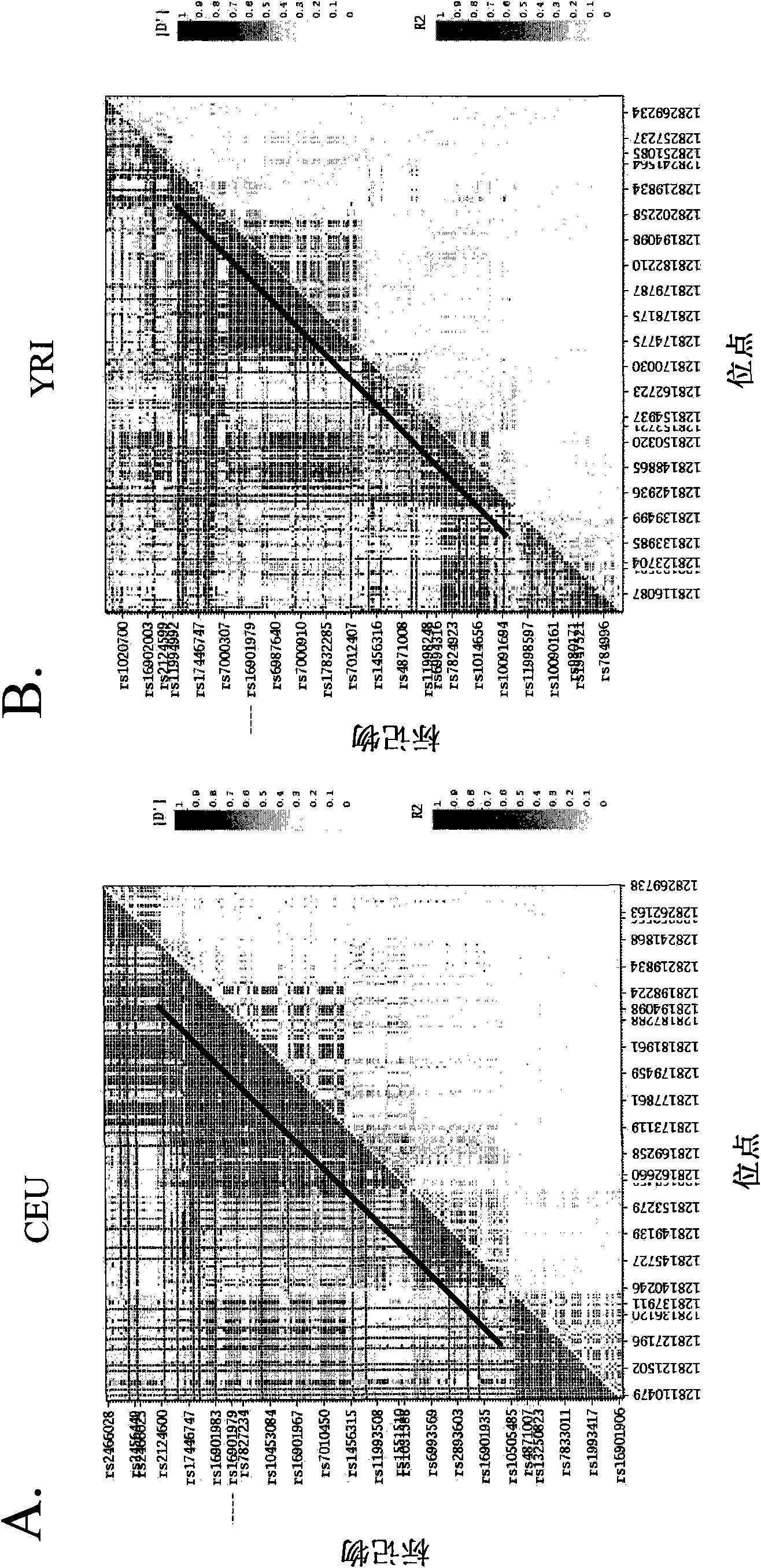 Cancer susceptibility variants on chr8q24.21
