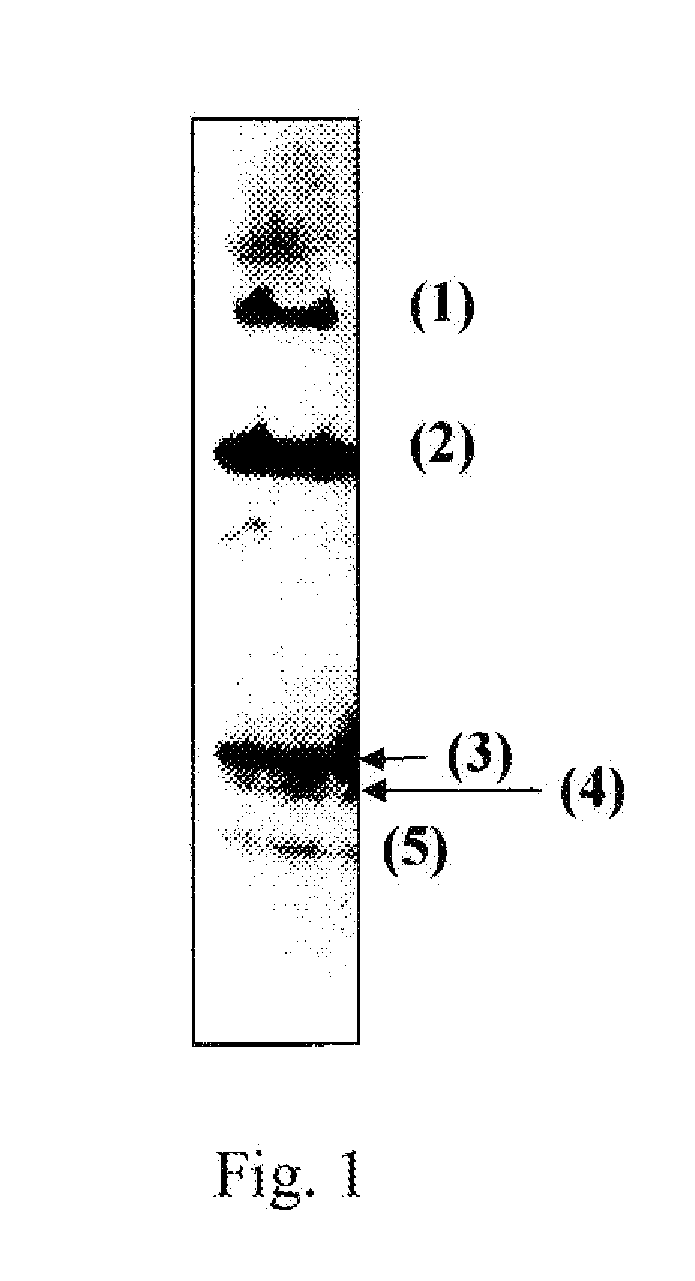 L-cysteine producing microorganism and a method for producing l-cysteine