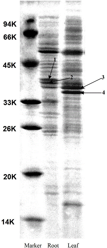 Method for extracting apoplast antifreeze proteins from winter rape roots