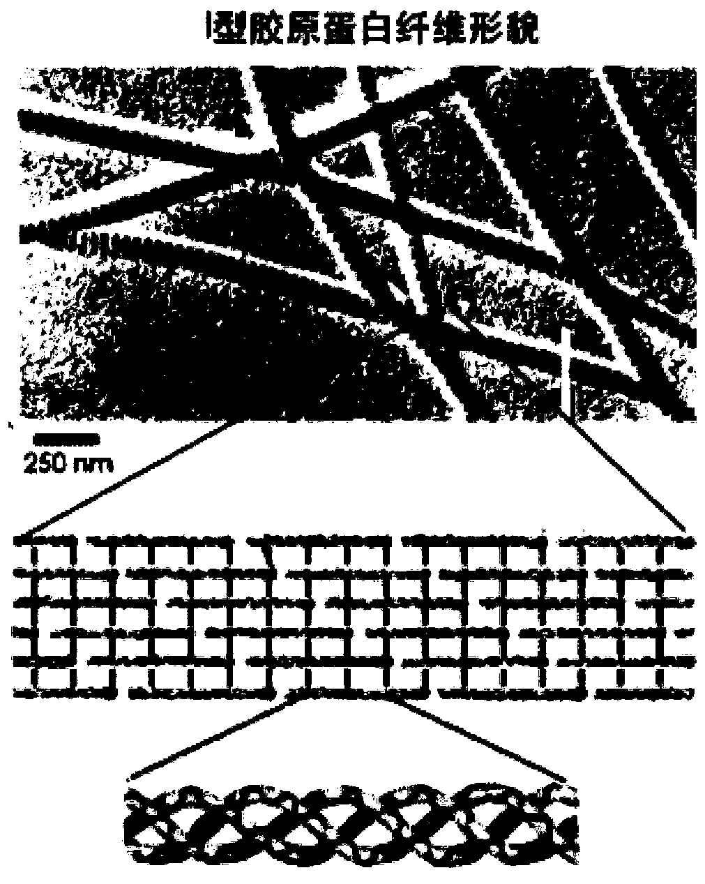 Method for regulating and controlling cycle length of type-I-collagen-like fiber stripes