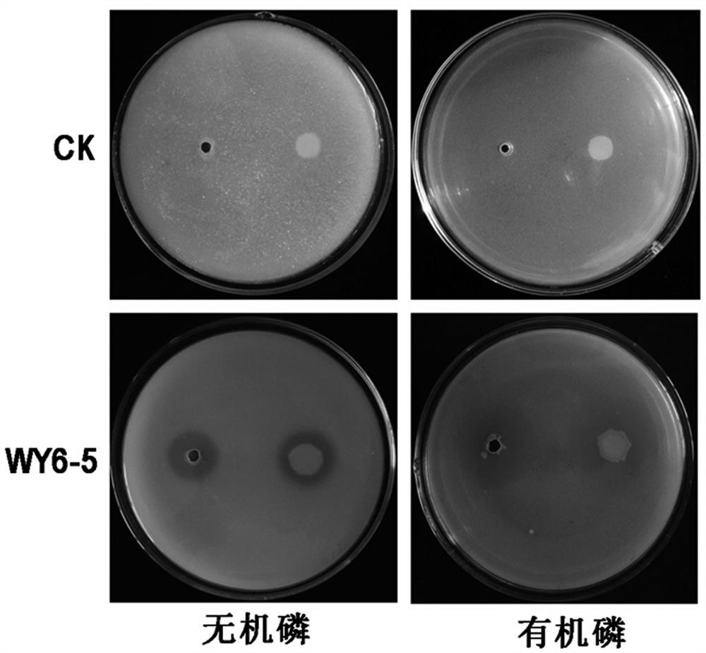 Burkholderia cepacia and its application