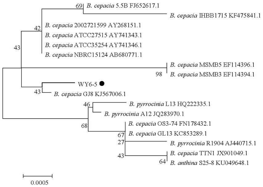 Burkholderia cepacia and its application