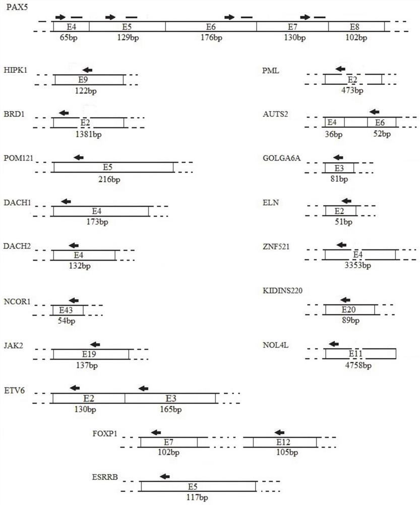 Primer, probe, composition and method for screening and identifying fusion genes related to PAX5 rearrangement by using fluorescent PCR technology