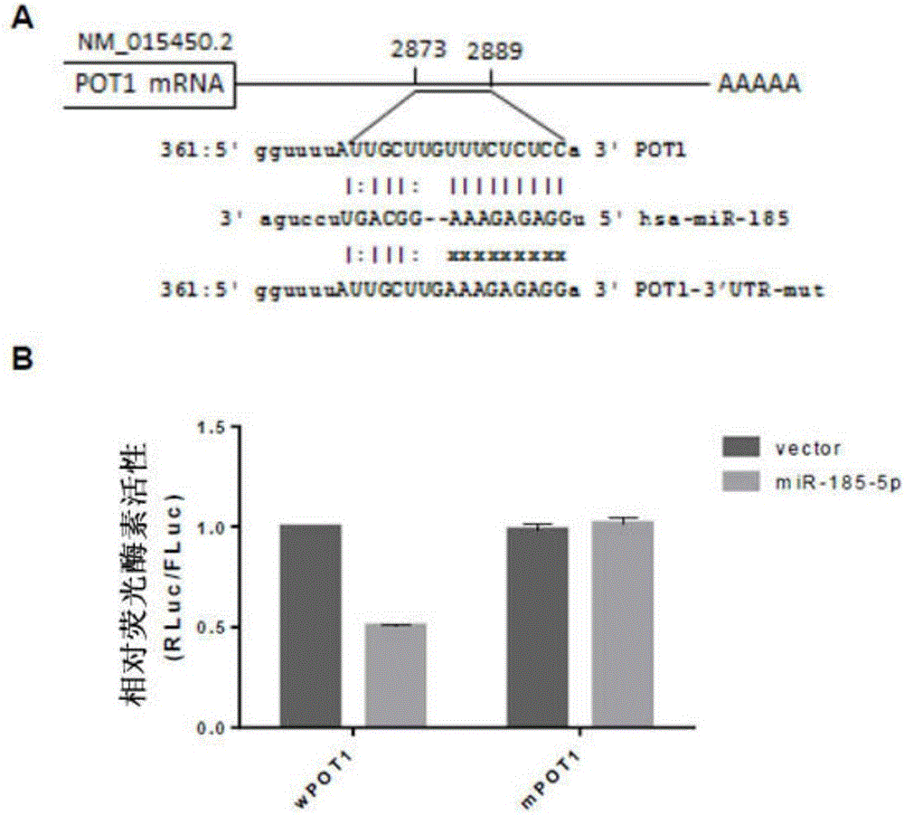 Application of human microRNAs miR-185 to preparation of cell growth and/or senescence regulation agent