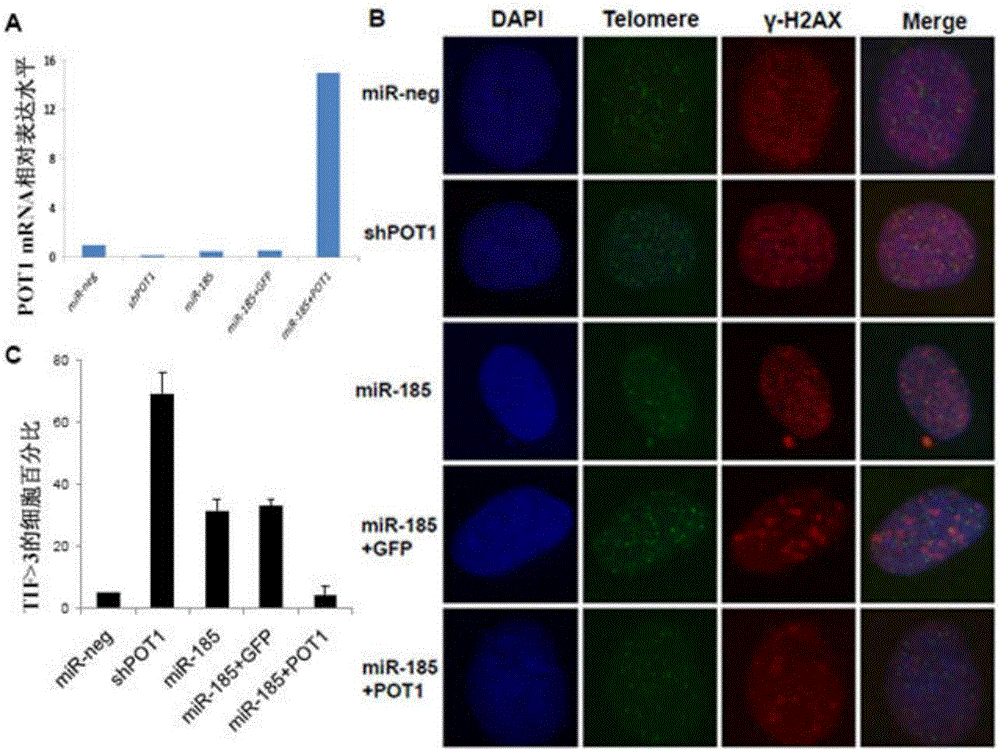 Application of human microRNAs miR-185 to preparation of cell growth and/or senescence regulation agent