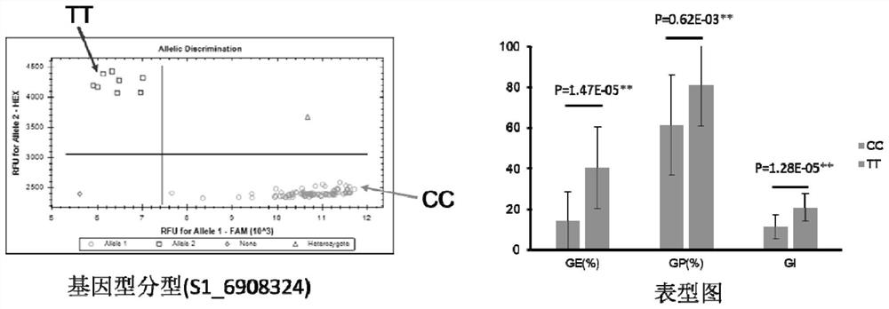 Molecular marker closely linked with vigor character of sweet corn seeds and application