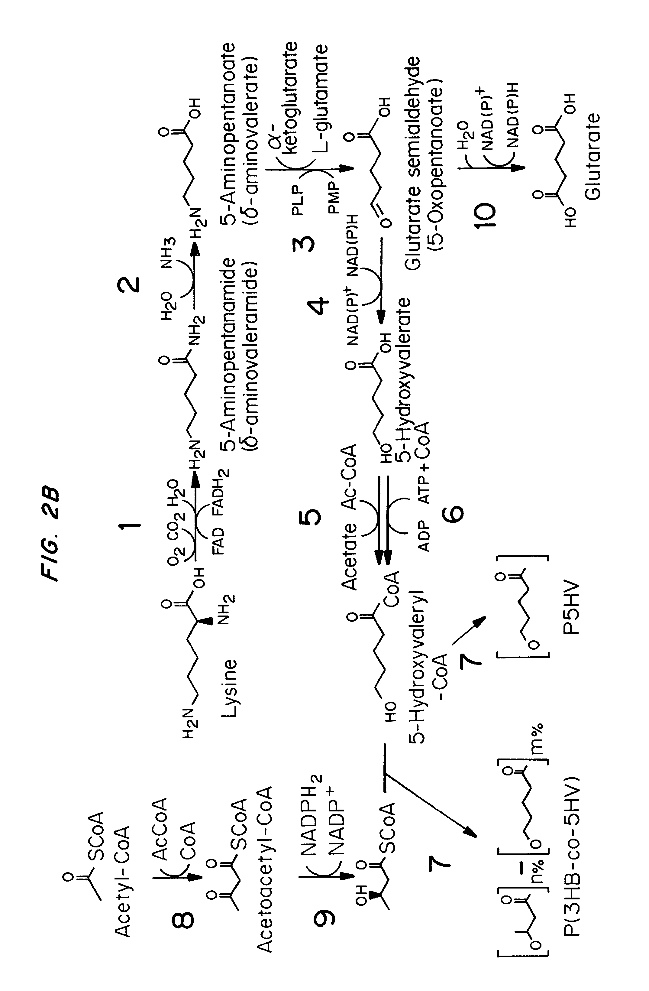 Green process and compositions for producing poly(5HV) and 5 carbon chemicals