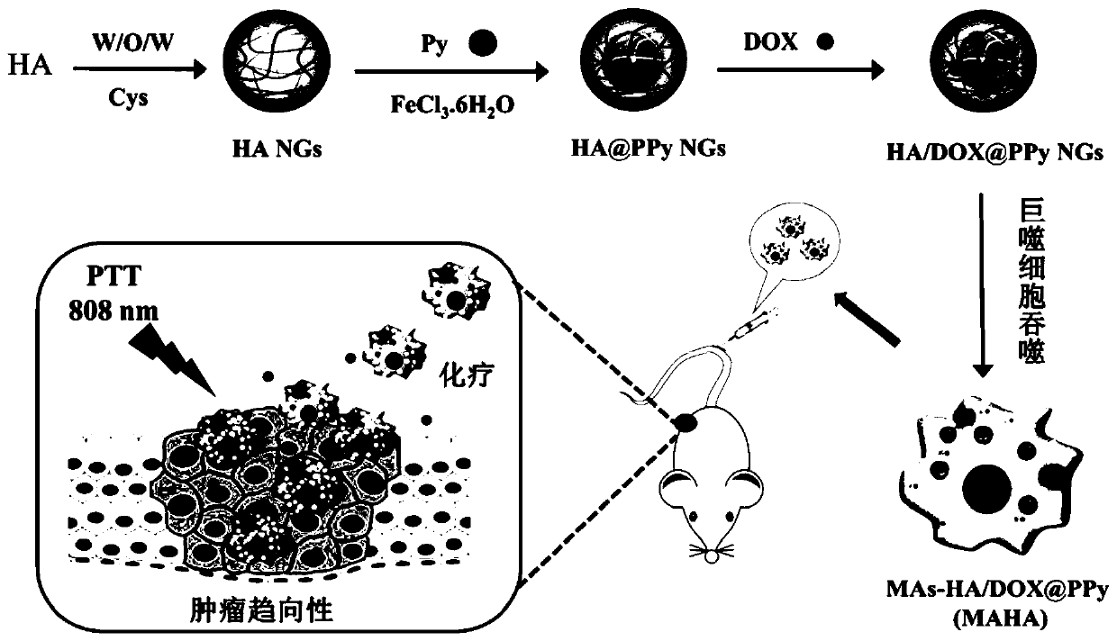 Macrophage-mediated drug-loaded hyaluronic acid nanohydrogel and preparation thereof