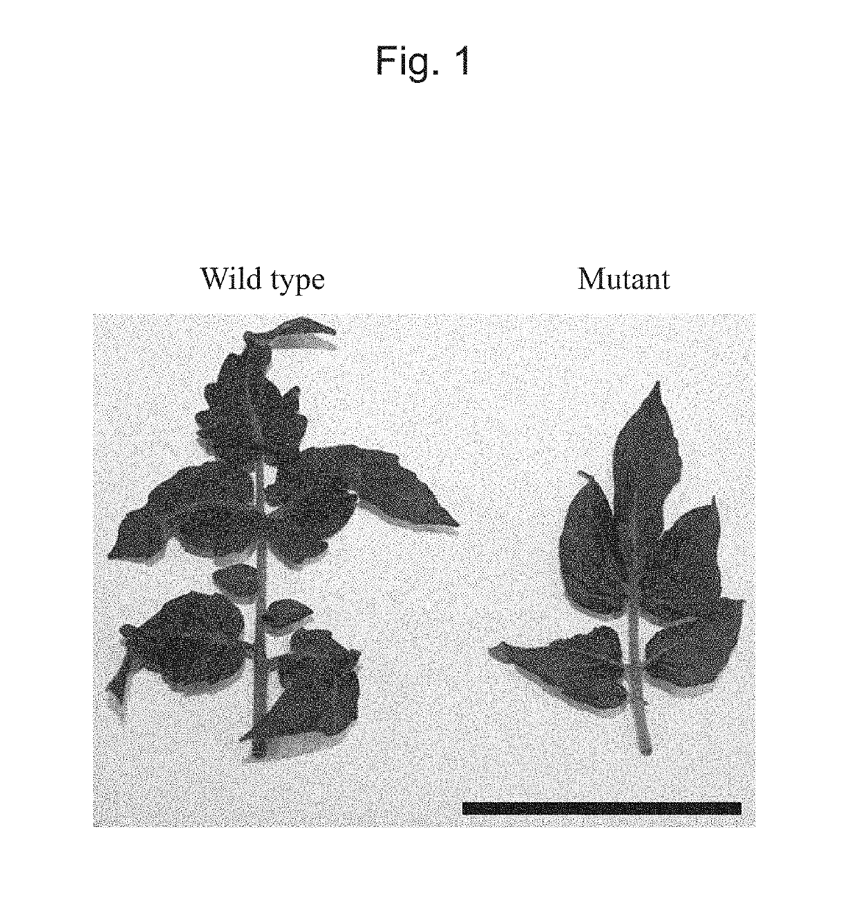 Plant having mutant cyclin f-box gene