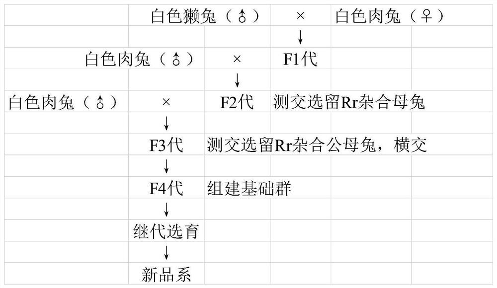 Breeding method and application of a common female line of meat and skin rabbits