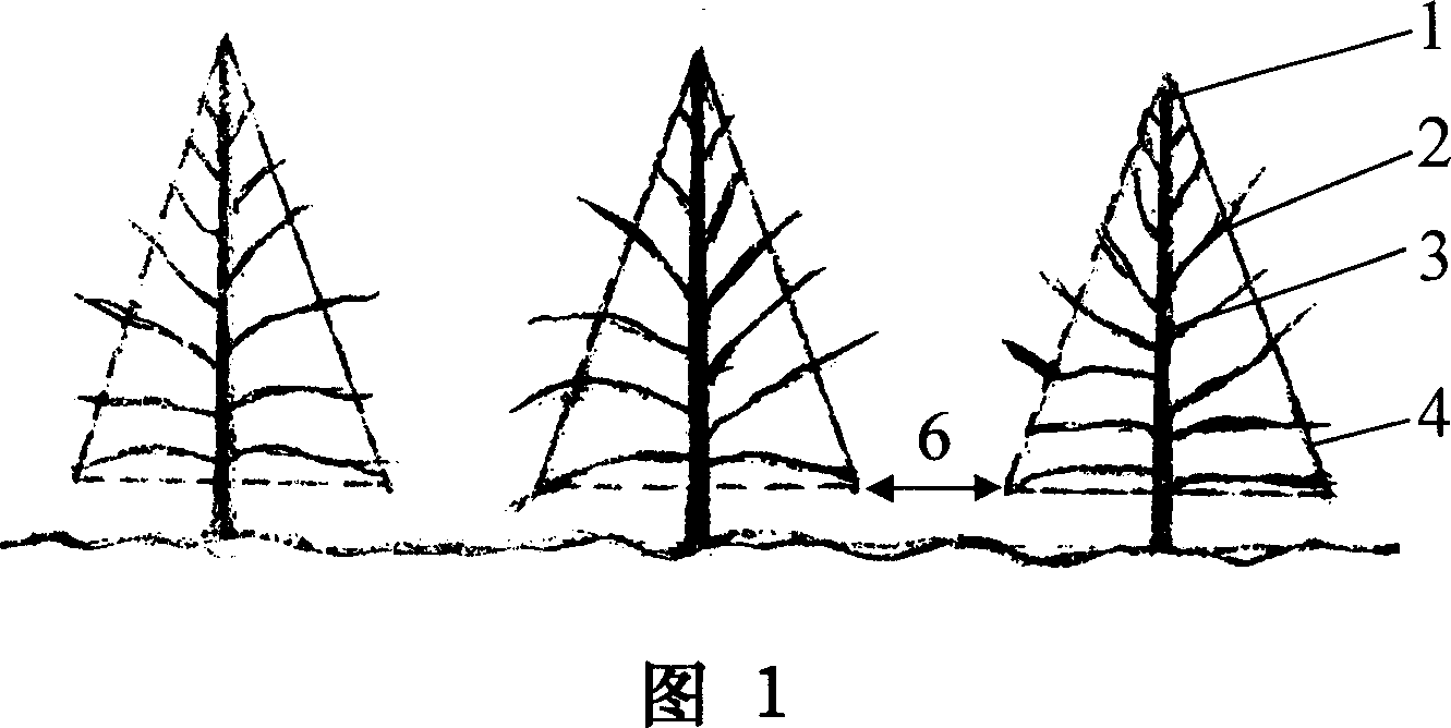 Method for pruning and training trees for singletree type forestation