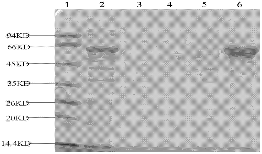 A kind of porcine igfn1 protein polyclonal antibody and its preparation method and application