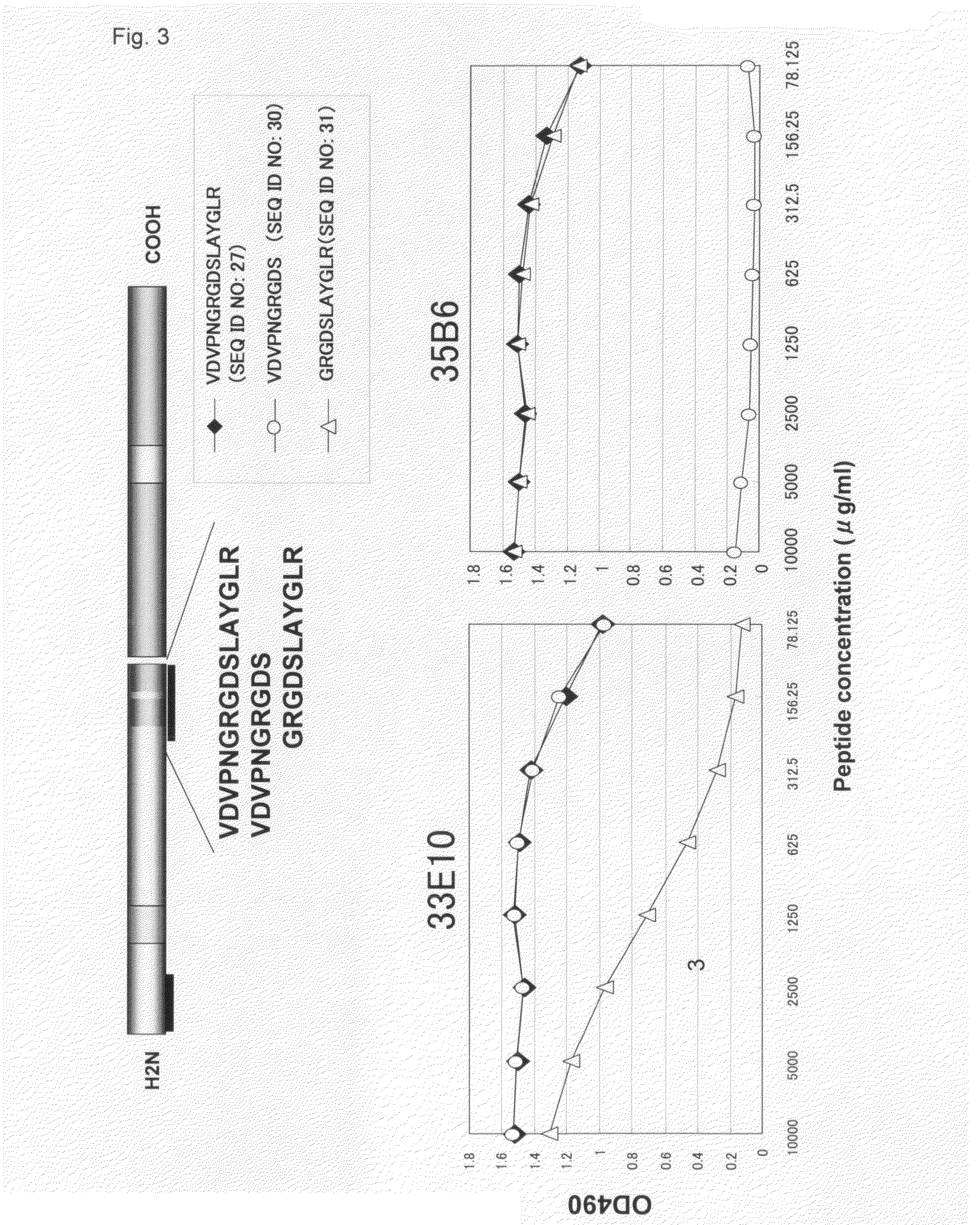 Antibody against rgd in amino acid sequence of extracellular matrix protein and production method and use of the same
