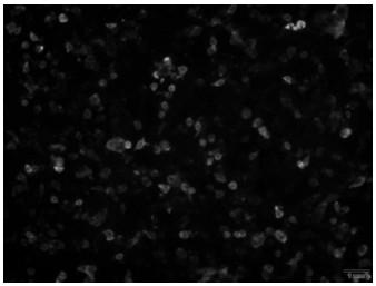 CCV (canine corona virus) M protein monoclonal antibody and preparation method thereof, and preparation method of immune colloidal gold test strip