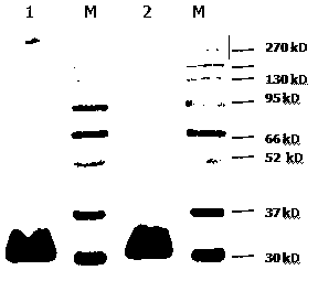CCV (canine corona virus) M protein monoclonal antibody and preparation method thereof, and preparation method of immune colloidal gold test strip
