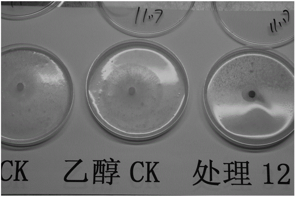 Mahonia bealei extract, and preparation method and application thereof to resistance of tobacco black shank