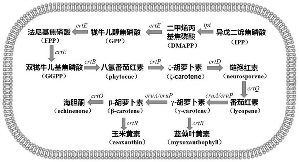 Application of slr0681 gene in synthesis of synechocystis carotene