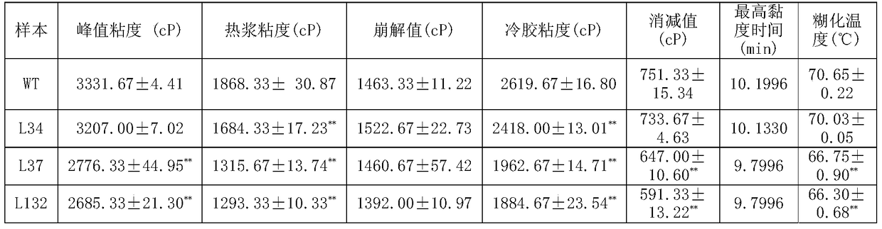 Plant starch synthesis related protein ibssi and its coding gene and application