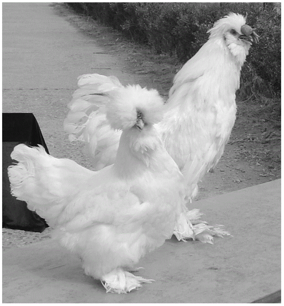 Recessive white feather Beijing fatty chicken breeding method
