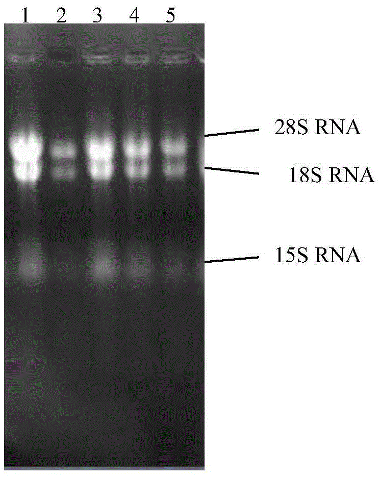 Cordyceps sinensis 3-isopropylmalate dehydrogenase c, coding gene and its application