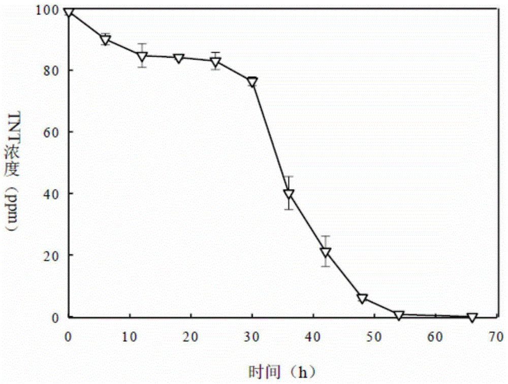 Pseudomonas aeruginosa and inoculant containing Pseudomonas aeruginosa, application thereof, and TNT degradation method