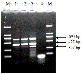 Multi-PCR detection kit capable of simultaneously detecting clostridium perfringens, clostridium hemolyticumbovis and B-type clostridium novyi and application of multi-PCR detection kit