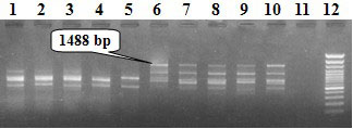 Chromosomal localization for FSML (female-specific marker of Laminaria japonica Aresch)-1488