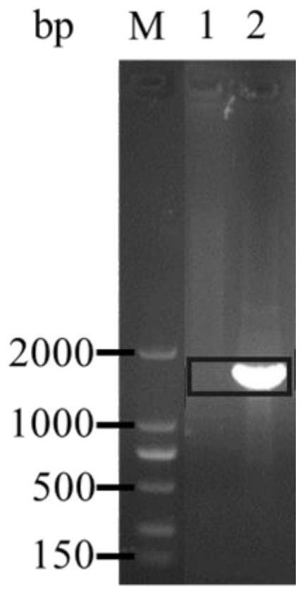 Recombinant Serratia marcescens with rcsb gene deletion and its application