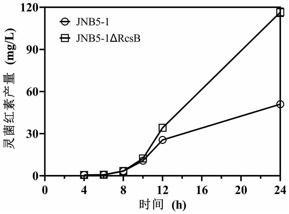 Recombinant Serratia marcescens with rcsb gene deletion and its application