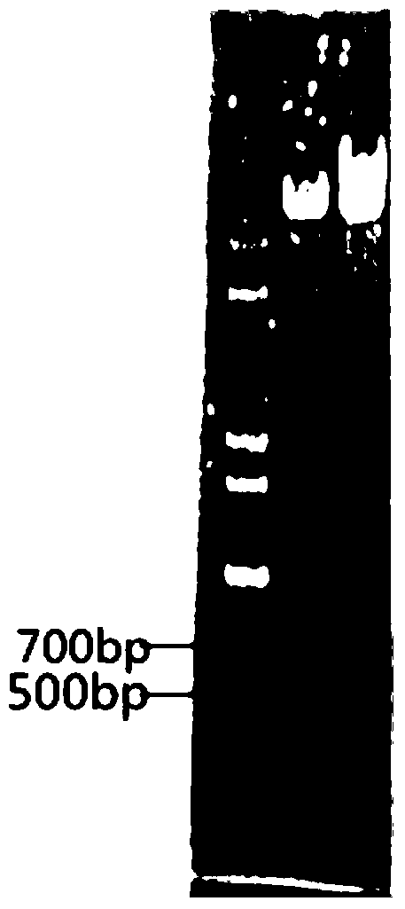 A kind of Agrobacterium-mediated transformation method of corn mature embryo stem tip