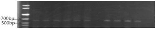 A kind of Agrobacterium-mediated transformation method of corn mature embryo stem tip