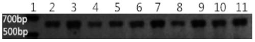 A kind of Agrobacterium-mediated transformation method of corn mature embryo stem tip