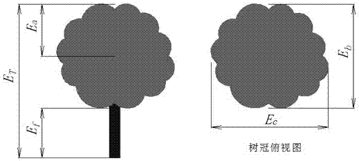 A Method for Measurement of Fruit Tree Canopy Volume Based on Image Analysis