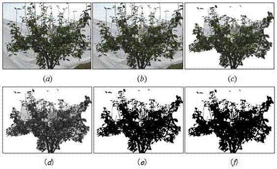 A Method for Measurement of Fruit Tree Canopy Volume Based on Image Analysis
