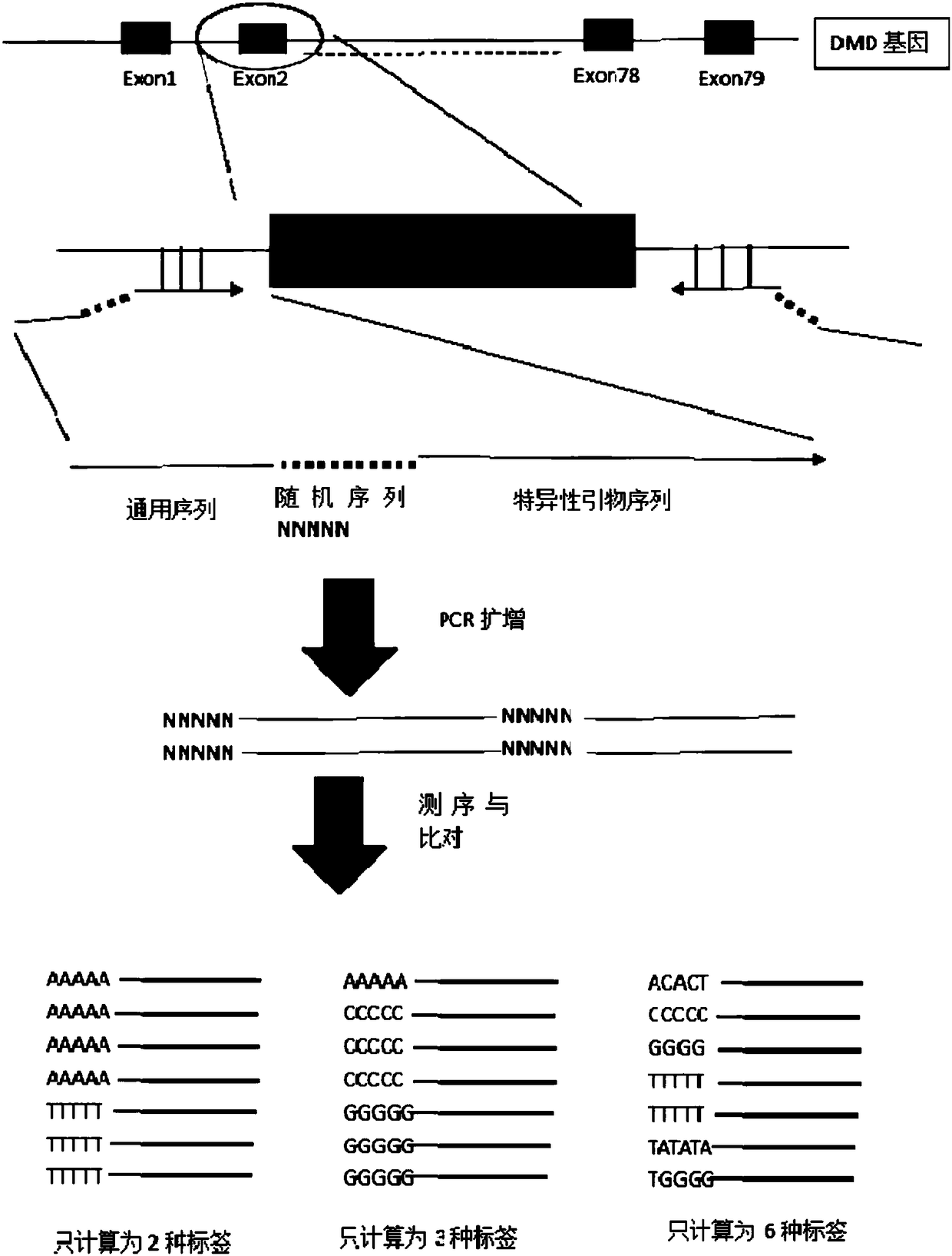 Method for detecting heterozygous dmd gene deletion and primers used