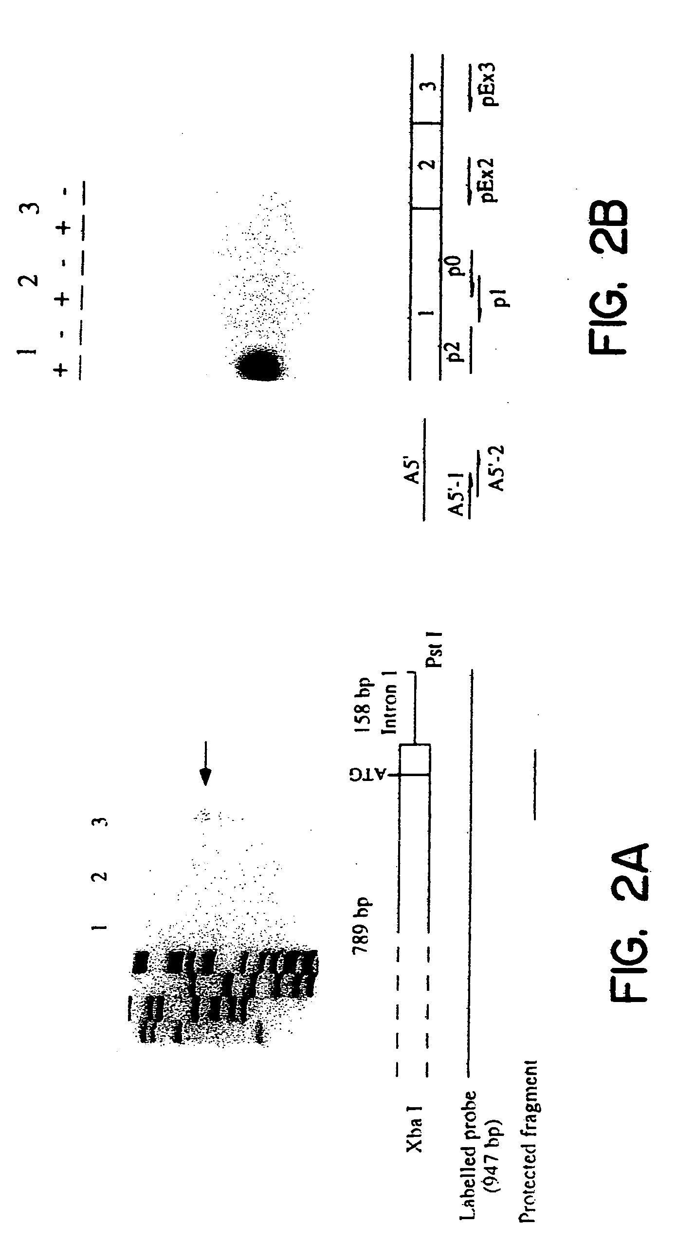 Genomic DNA fragments containing regulatory and coding sequence for the beta2-subunit of the neuronal nicotinic acetylcholine receptor and transgenic animals made using these fragments or mutated fragments