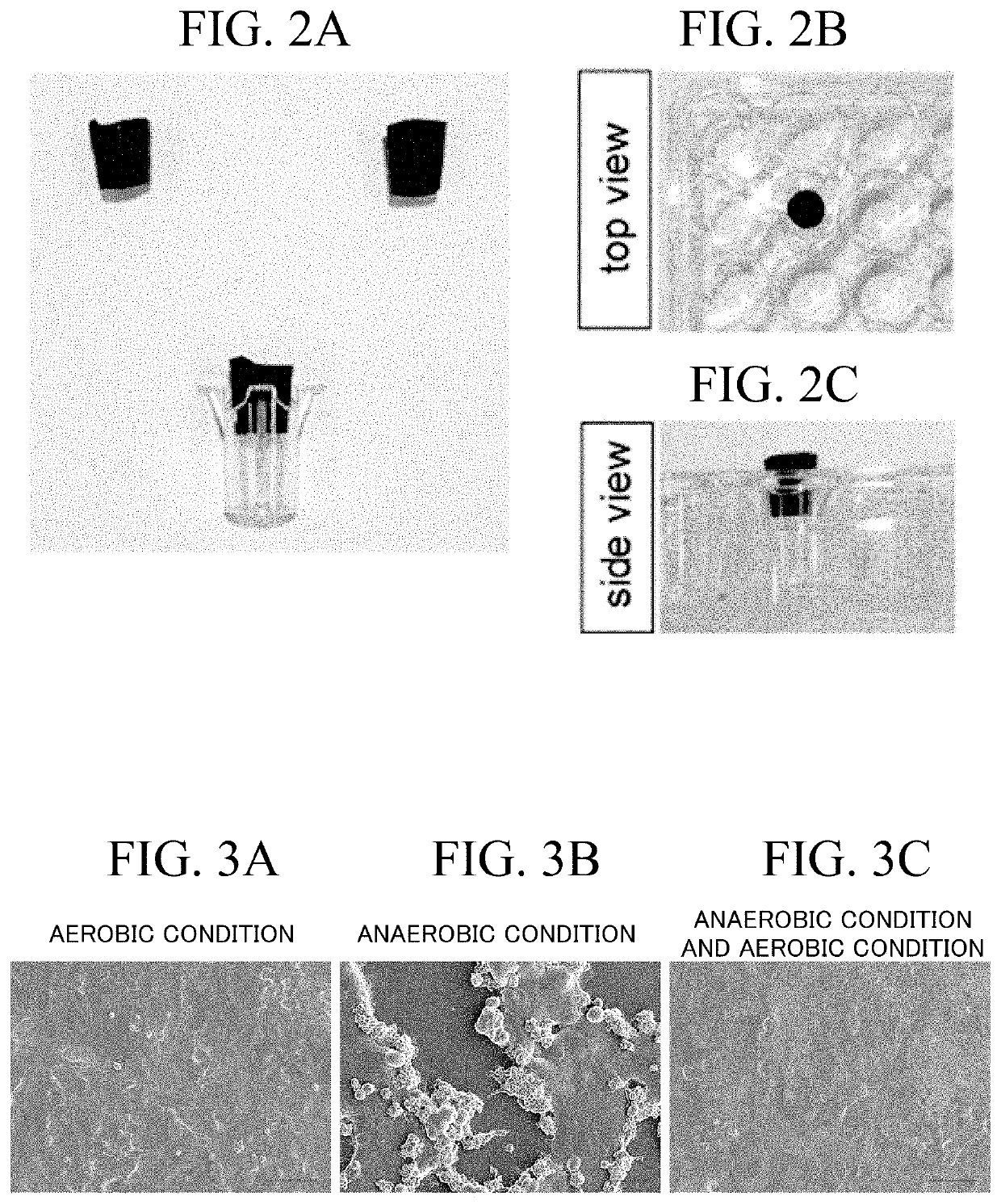 Culture container for culturing epithelial cells and use thereof