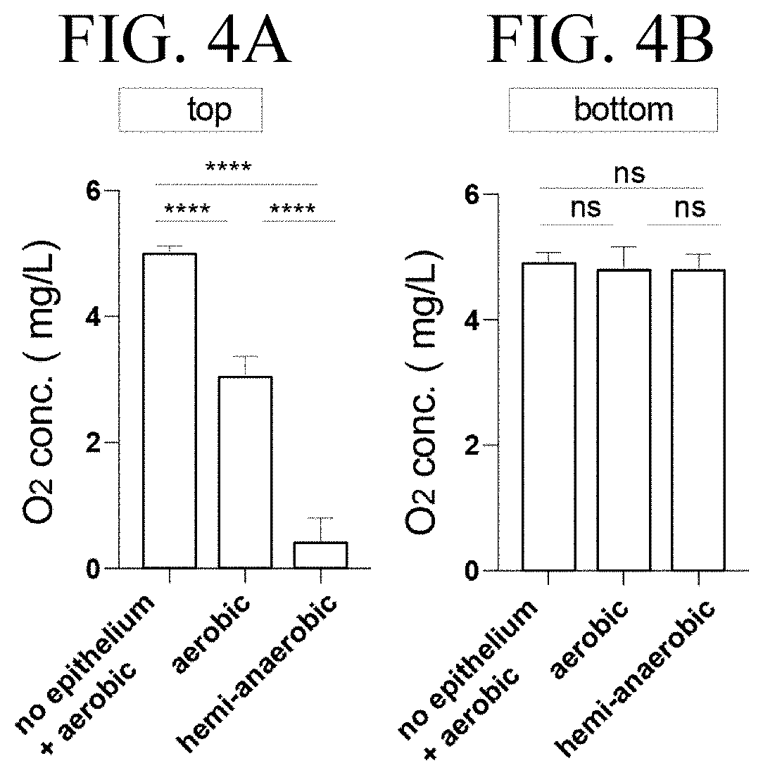 Culture container for culturing epithelial cells and use thereof