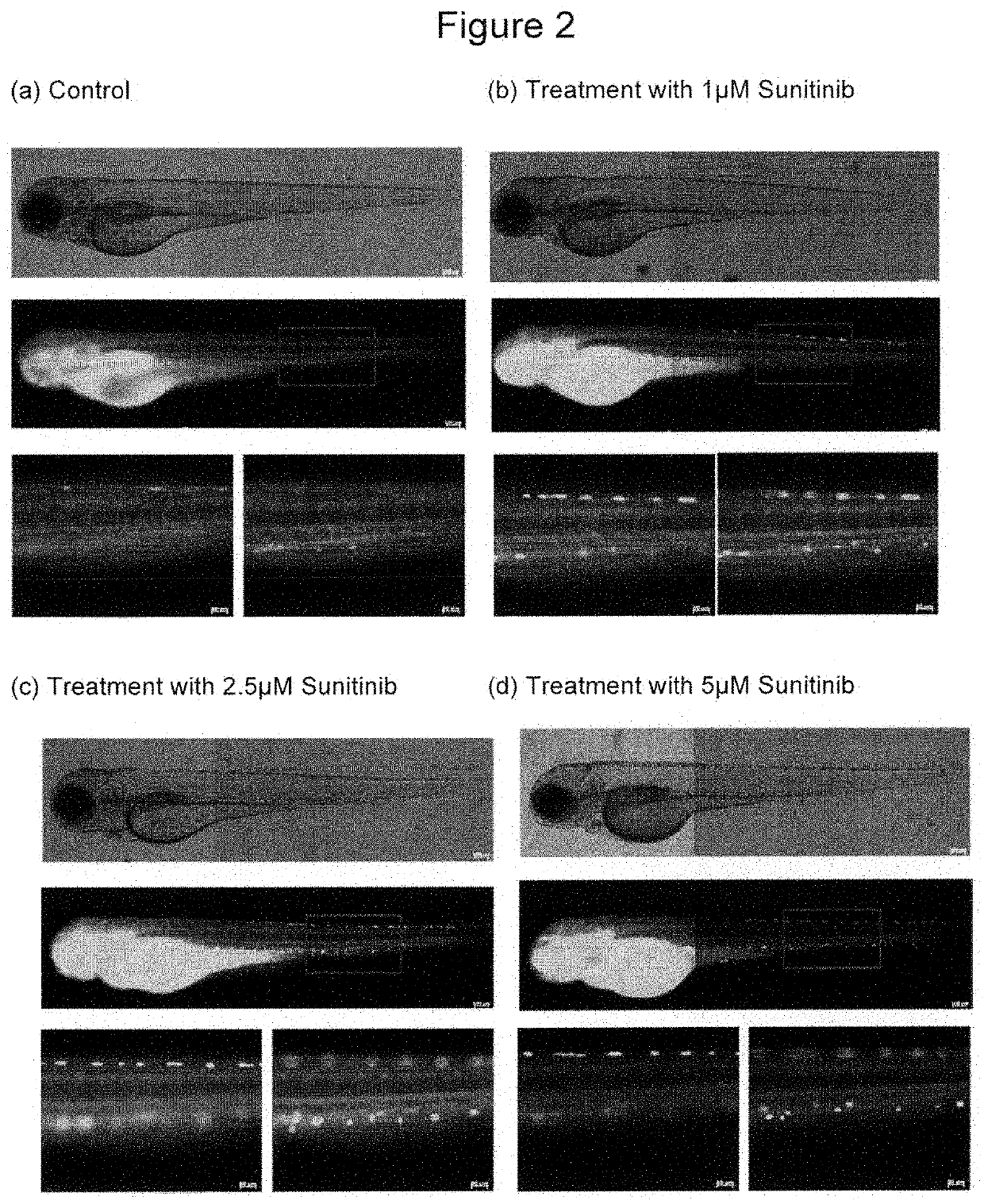 Fluorescent compounds for imaging of blood vessels and blood flow, and an in vivo screen for pro- and anti-angiogenic agents