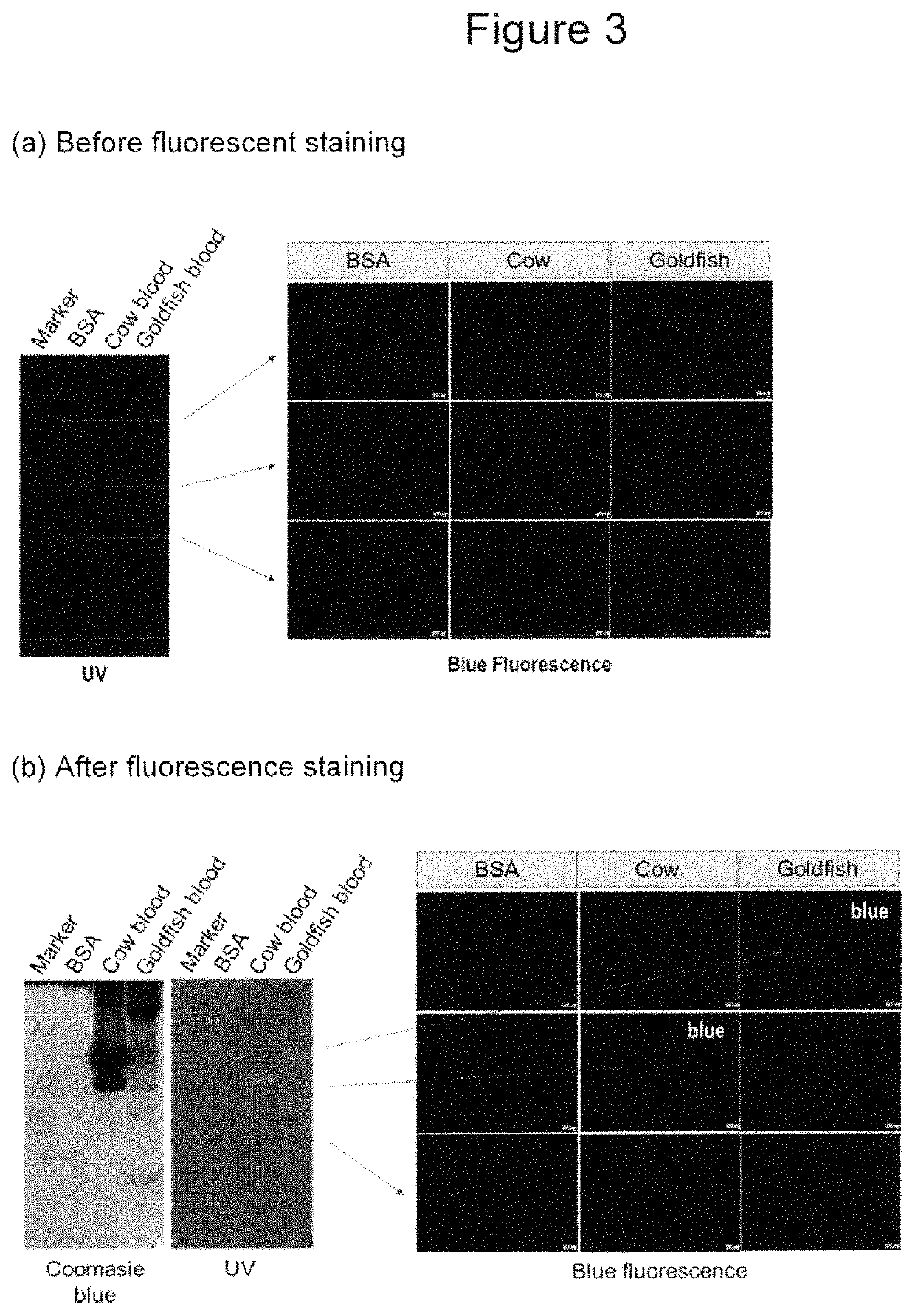 Fluorescent compounds for imaging of blood vessels and blood flow, and an in vivo screen for pro- and anti-angiogenic agents