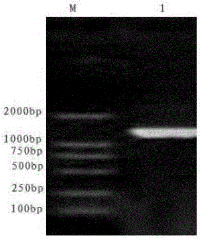 A glutamic acid decarboxylase recombinant plasmid and its construction method and application