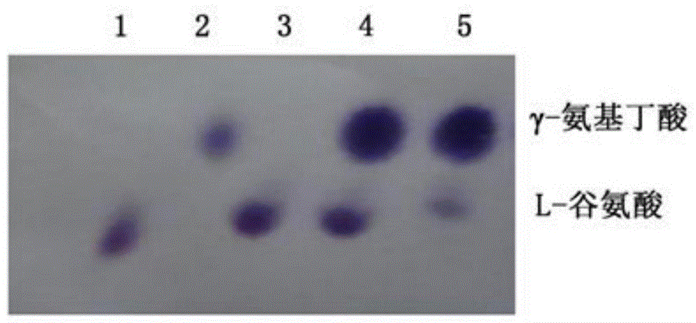 A glutamic acid decarboxylase recombinant plasmid and its construction method and application