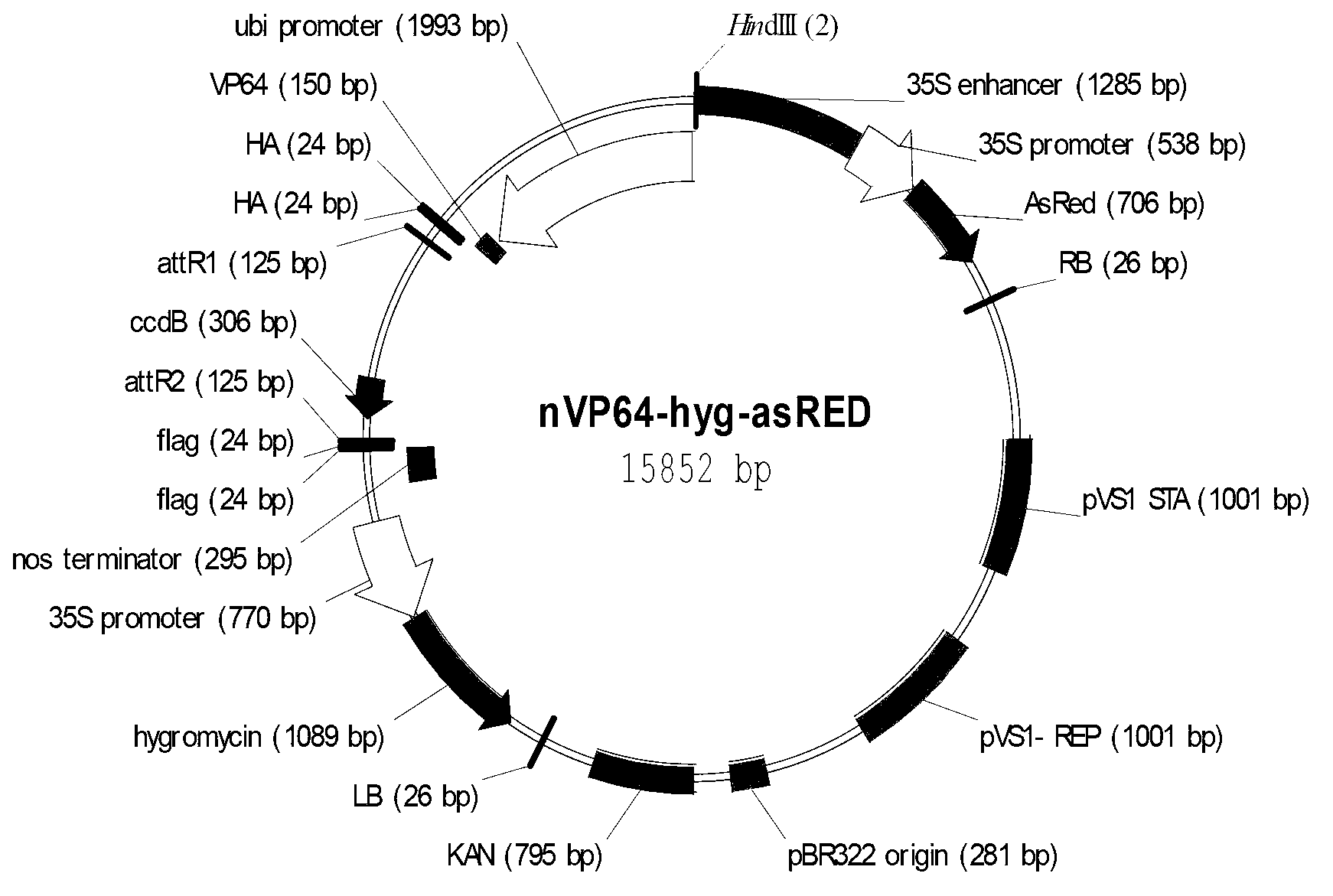 Application of synthetic transcription factor VP64-Os01g63510